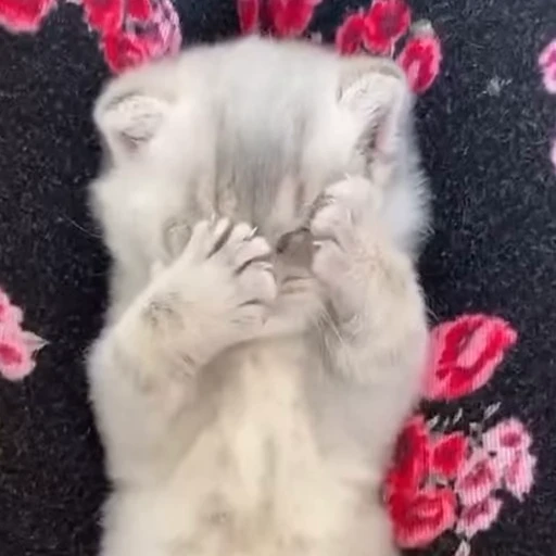 🐈 Стикер «котятки» для Telegram