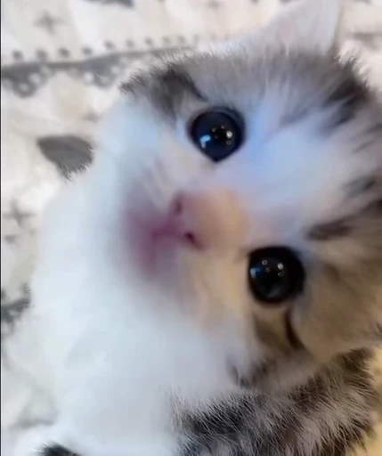 🐈 Стикер «котятки» для Telegram