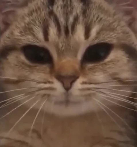 🐈 Стикер «котятки» для Telegram