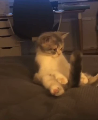 🐈 Стикер «котятки» для Telegram