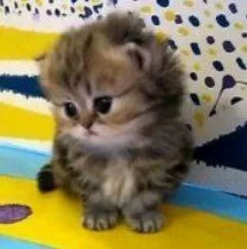 🐈 Стикер «котятки» для Telegram