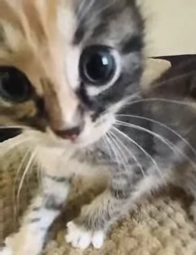 🐈 Стикер «котятки» для Telegram