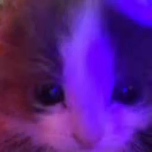 🐈 Стикер «котятки» для Telegram