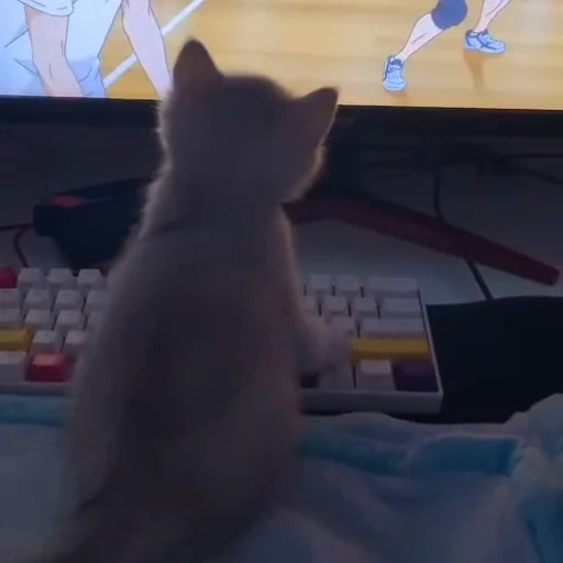 🐈 Стикер «котятки» для Telegram