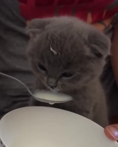 🐈 Стикер «котятки» для Telegram
