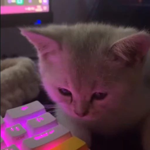 🐈 Стикер «котятки» для Telegram