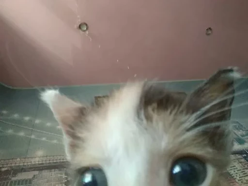 🐈 Стикер «котятки» для Telegram