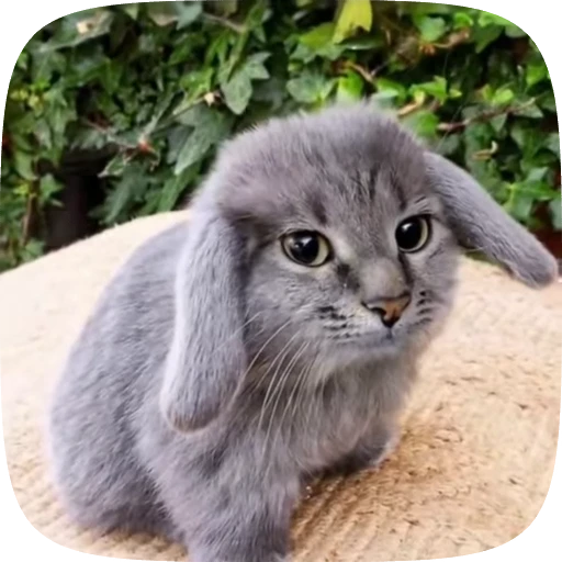 🌟 Стикер «окшурки» для Telegram