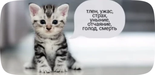 🌟 Стикер «окшурки» для Telegram