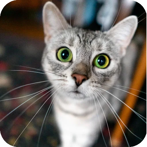 🐱 Стикер «Neuro» для Telegram