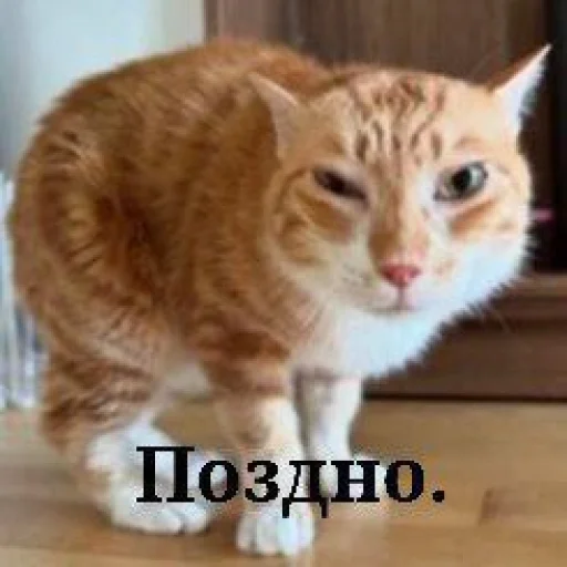 🤩 Стикер «кактусинские принадлежности» для Telegram