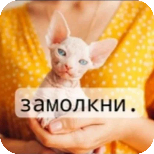 🫢 Стикер «кактусинские принадлежности» для Telegram