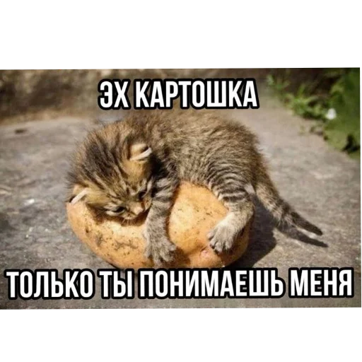🥺 Стикер «кактусинские принадлежности» для Telegram