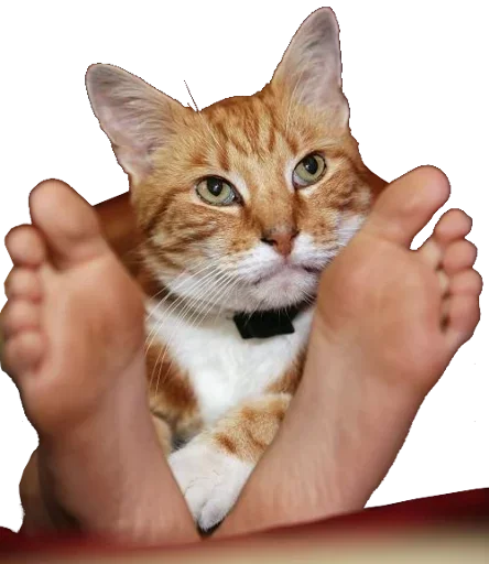 🐱 Стикер «кактусинские принадлежности» для Telegram