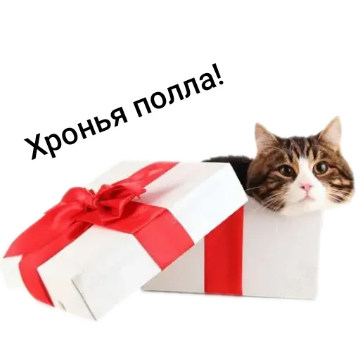 🐱 Стикер «Kalimera» для Telegram