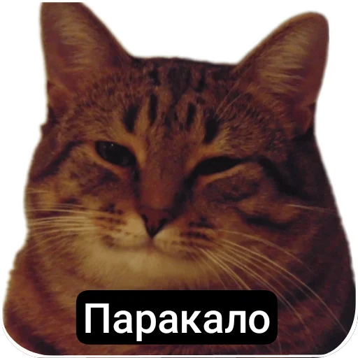 🐱 Стикер «Kalimera» для Telegram