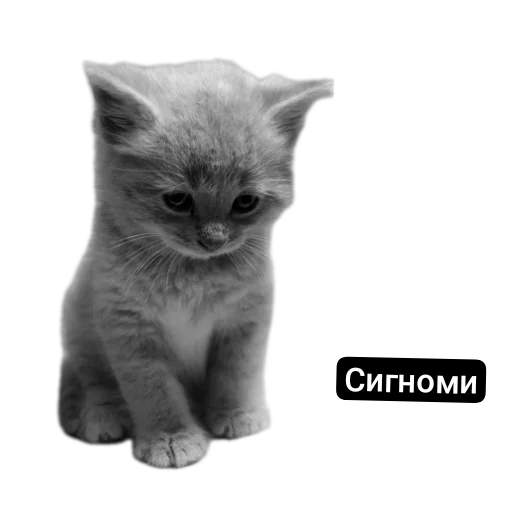 🐱 Стикер «Kalimera» для Telegram