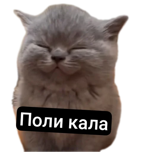 🐱 Стикер «Kalimera» для Telegram