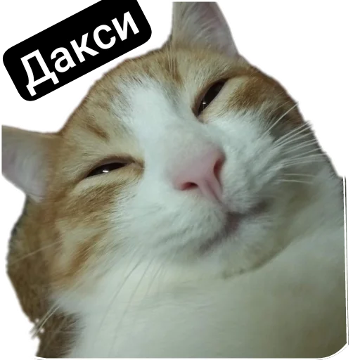 🐱 Стикер «Kalimera» для Telegram