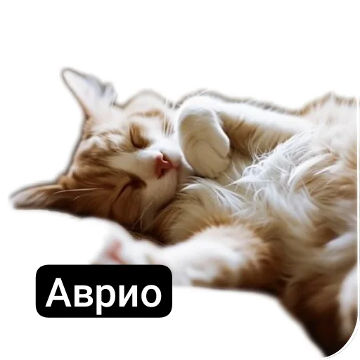 🐱 Стикер «Kalimera» для Telegram