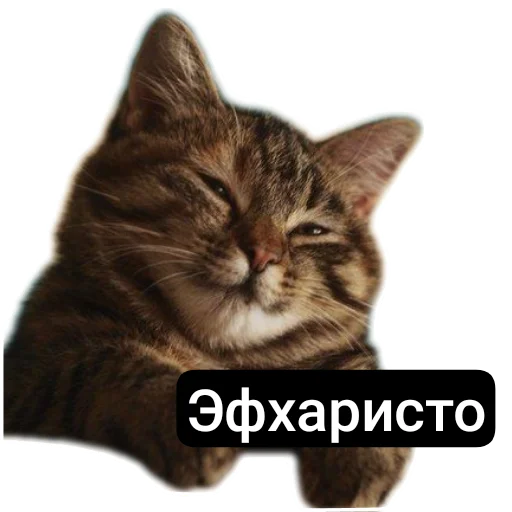 🐱 Стикер «Kalimera» для Telegram