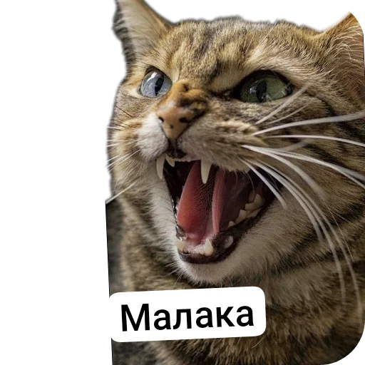 🐱 Стикер «Kalimera» для Telegram