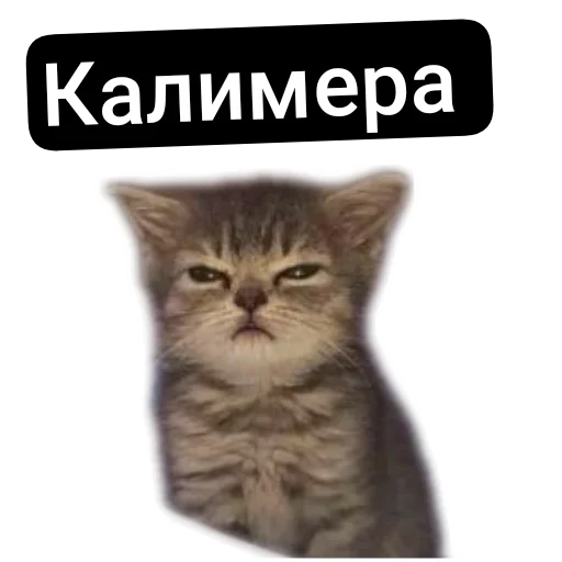🐱 Стикер «Kalimera» для Telegram