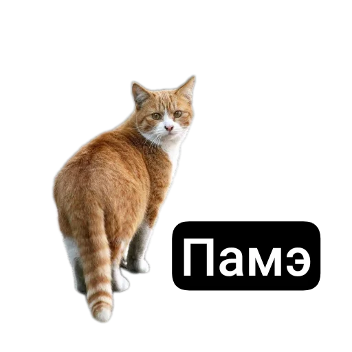 🐱 Стикер «Kalimera» для Telegram
