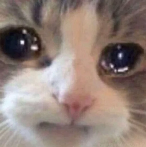 🥺 Стикер «стики» для Telegram