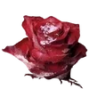 Стикер 11 𝔨𝔞𝔪𝔦𝔰𝔥𝔦𝔯𝔬 𝔯𝔦𝔷𝔢