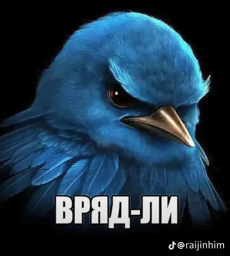 🤩 Стикер «Блотные и крутые птички» для Telegram