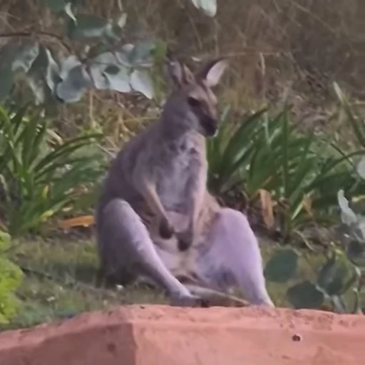 🙁 Стикер «kangaroos» для Telegram