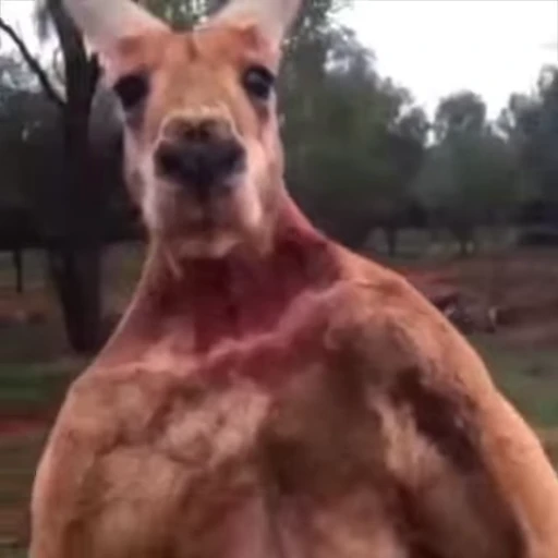 😐 Стикер «kangaroos» для Telegram