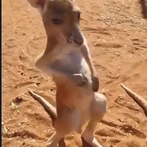 💅 Стикер «kangaroos» для Telegram