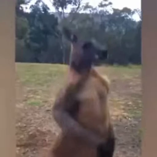👊 Стикер «kangaroos» для Telegram