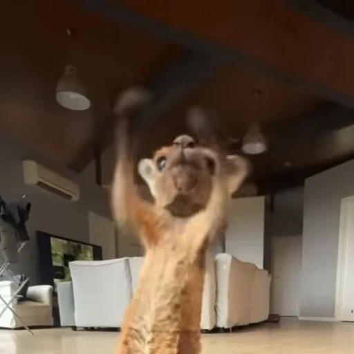 🤗 Стикер «kangaroos» для Telegram