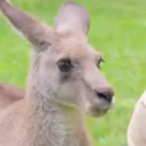 😶‍🌫️ Стикер «kangaroos» для Telegram