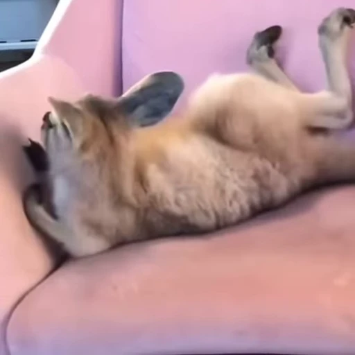 🛏️ Стикер «kangaroos» для Telegram
