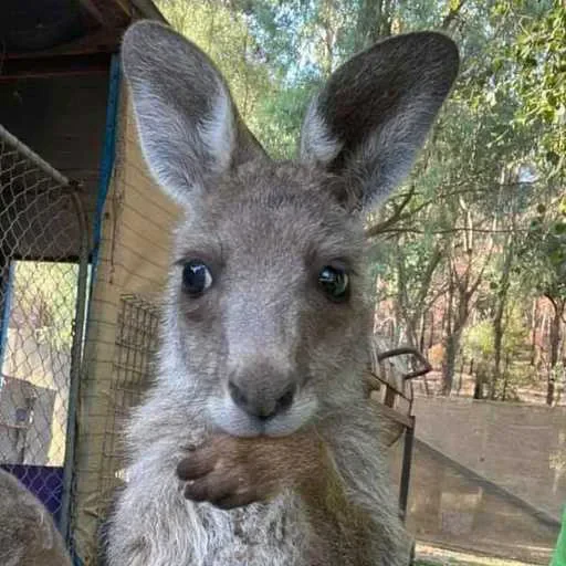 🧐 Стикер «kangaroos» для Telegram