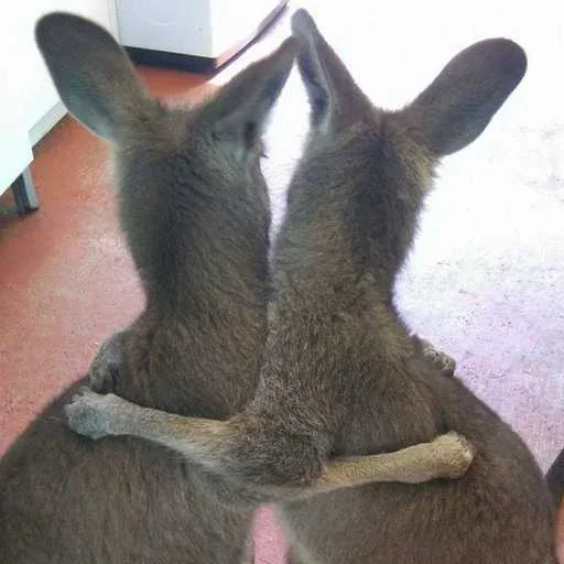 🫂 Стикер «kangaroos» для Telegram