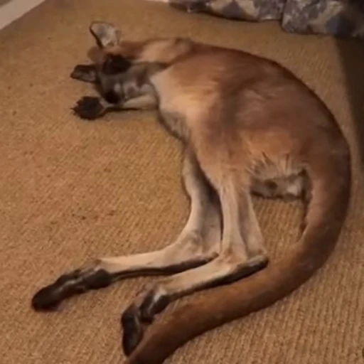 😴 Стикер «kangaroos» для Telegram