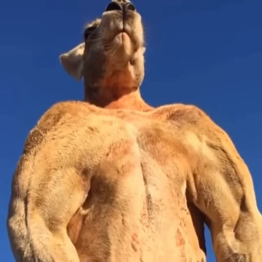 💪 Стикер «kangaroos» для Telegram