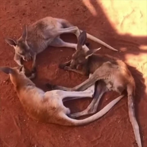 🔄 Стикер «kangaroos» для Telegram