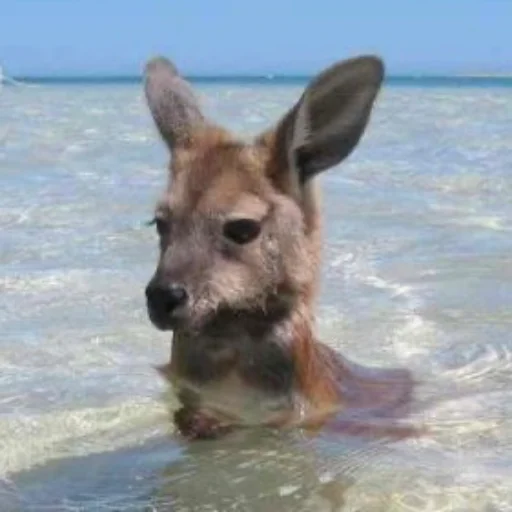 😶‍🌫️ Стикер «kangaroos» для Telegram