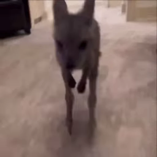 🏃 Стикер «kangaroos» для Telegram
