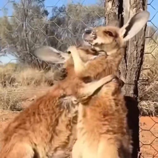🫂 Стикер «kangaroos» для Telegram