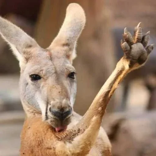 Стикерпак «kangaroos» для Telegram — обложка