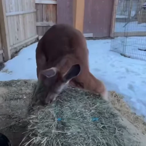 😳 Стикер «kangaroos» для Telegram