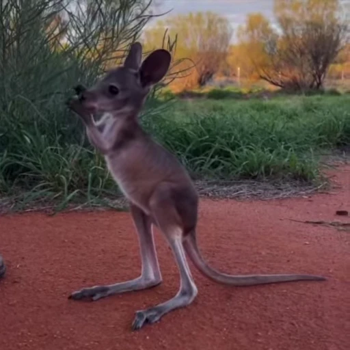 😵‍💫 Стикер «kangaroos» для Telegram