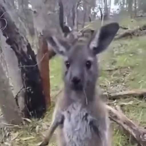 😳 Стикер «kangaroos» для Telegram